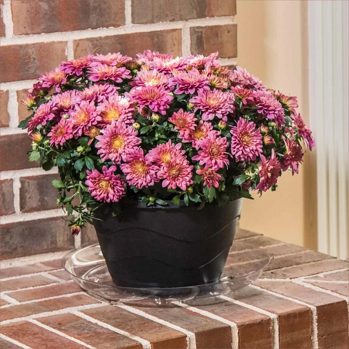 10 Inch Round Plastic Plant Saucer For Indoor And Outdoor Use