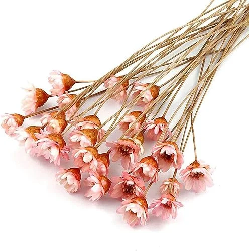 100 Stems Natural Dry Flowers Brazilian Small Star Daisy Decorative Dried Flowers Mini Daisy Chamomile Bouquet for Wedding Floral Arrangements Home Decorations (Lotus Color)