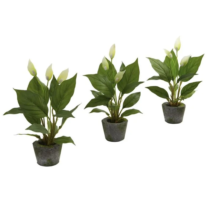 11″ Spathyfillum w/Cement Planter (Set of 3)