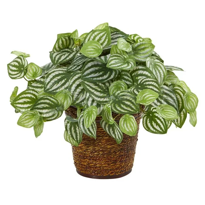 13″ Watermelon Peperomia Artificial Plant in Basket (Real Touch)