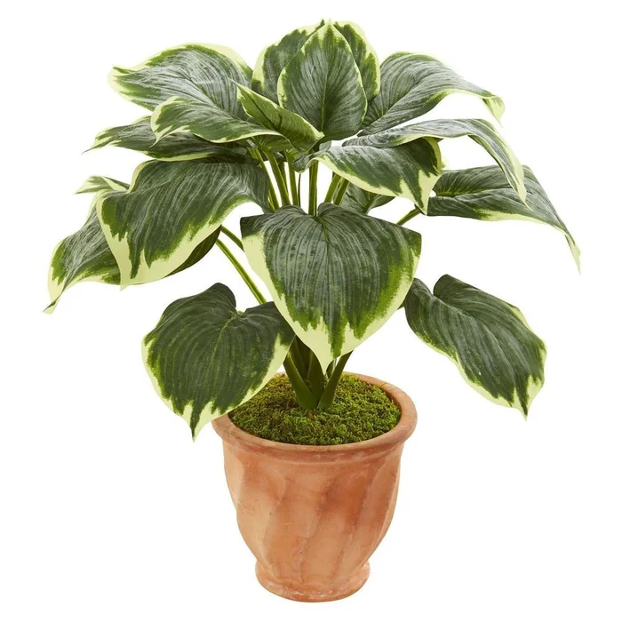 22′ Variegated Hosta Artificial Plant in Terracotta Planter