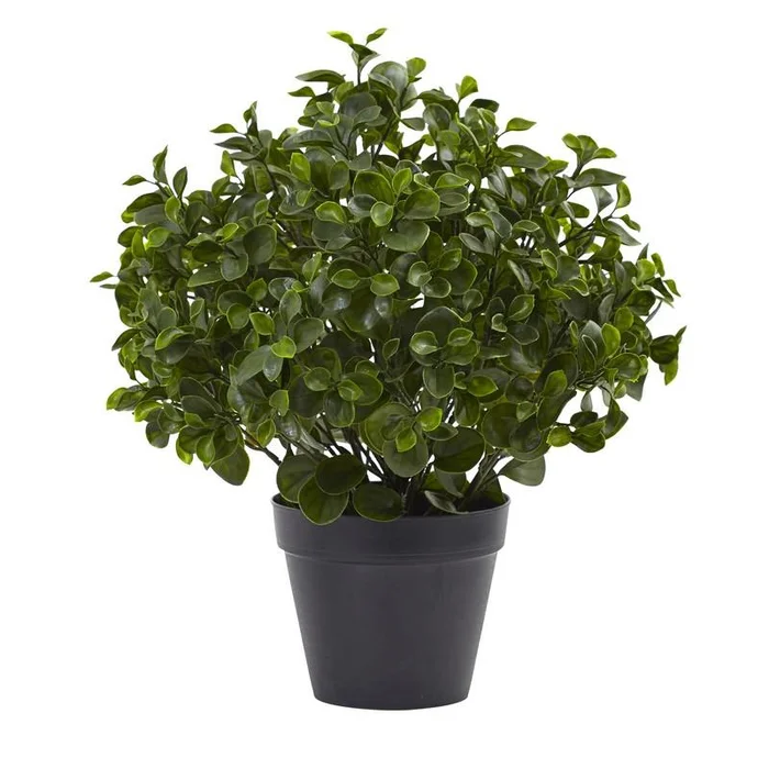 23″ Peperomia Plant UV Resistant (Indoor/Outdoor)