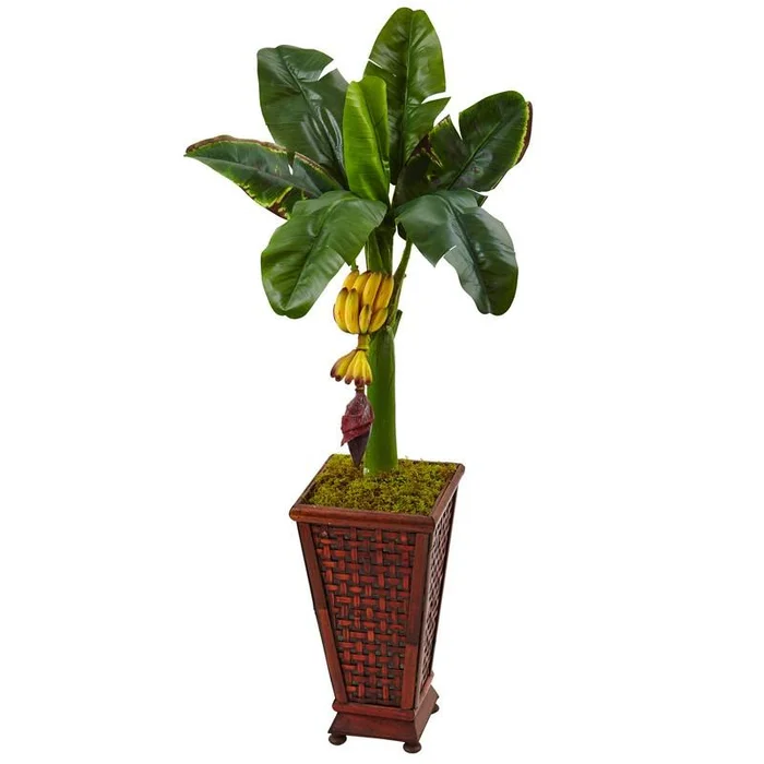 3.5′ Banana Tree in Wooden Planter