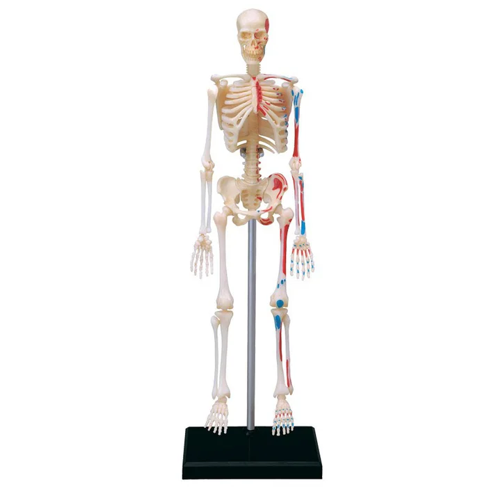 4D Human Skeleton Anatomy Model