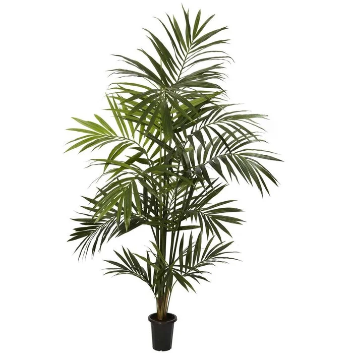 7′ Kentia Palm Silk Tree