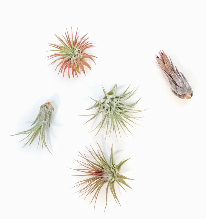 Assorted Tillandsia Ionantha Air Plants, Small