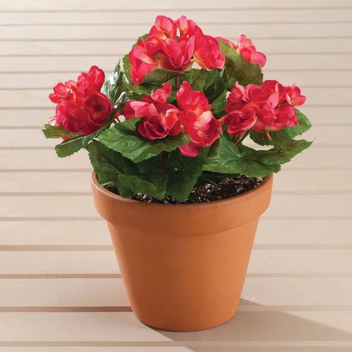 Begonia Bush by OakRidge™