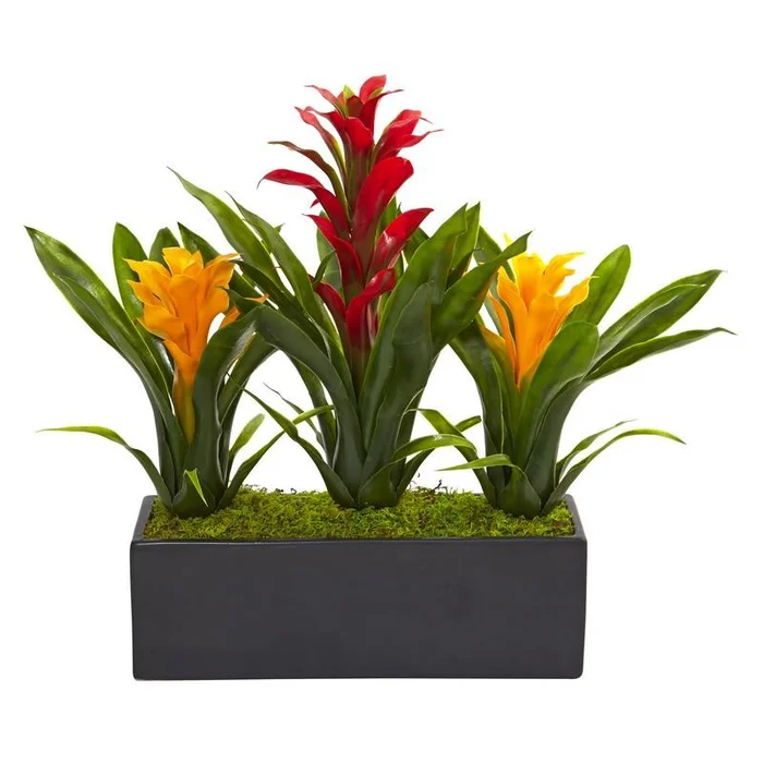 Bromeliads in Rectangular Planter