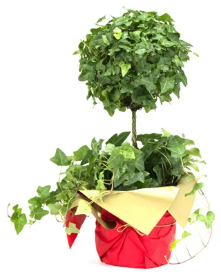 Ivy Topiary In 6.5-inch Pot – Model 121g By Schubert Nursery