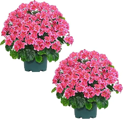 QIANYUN Artificial Topiary for Outdoors- 20” Potted Plant Fake Geraniums Bush-UV Resistant Artificial Outdoor Plant for Front Porch, Garden, Yard, Patio Decor(Dark Pink)