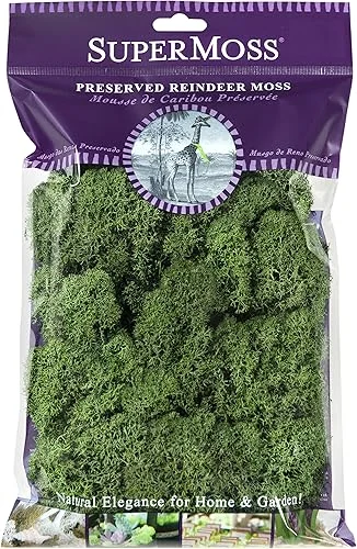 SuperMoss (23080) Reindeer Moss Preserved, Basil, 2 Ounces