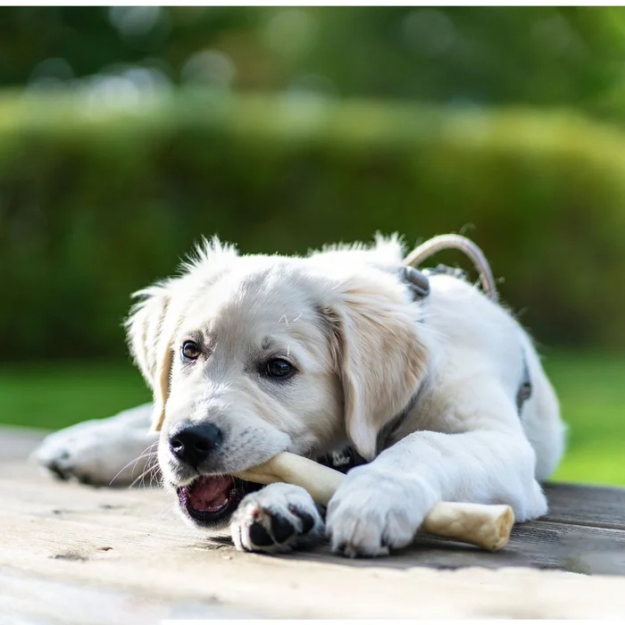 The Treat Shack® Rawhide Retriever Rolls Dog Treats