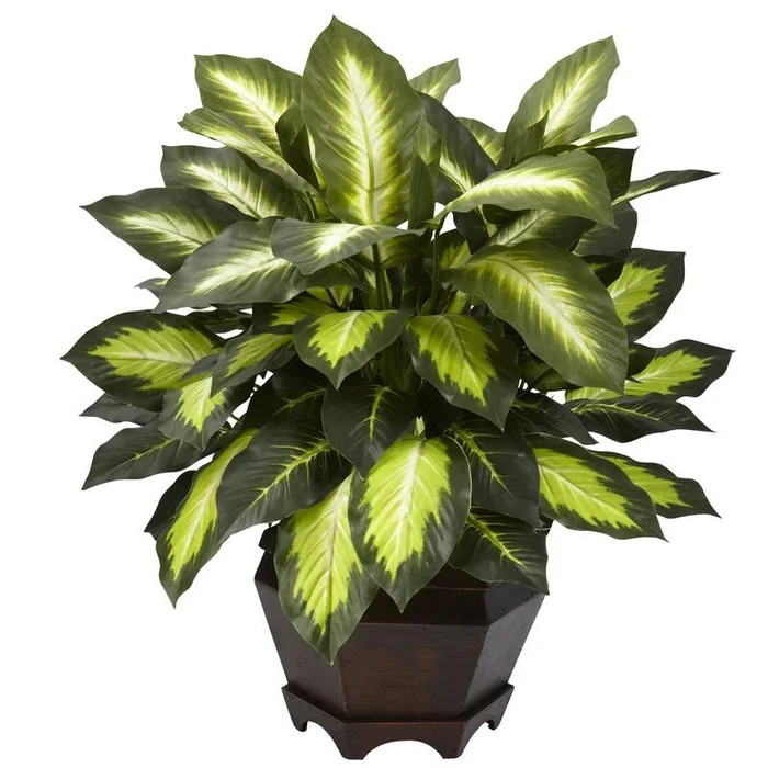 Triple Golden Dieffenbachia w/Wood Vase
